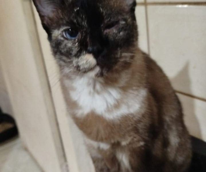4 Gatos (Adoção Urgente)