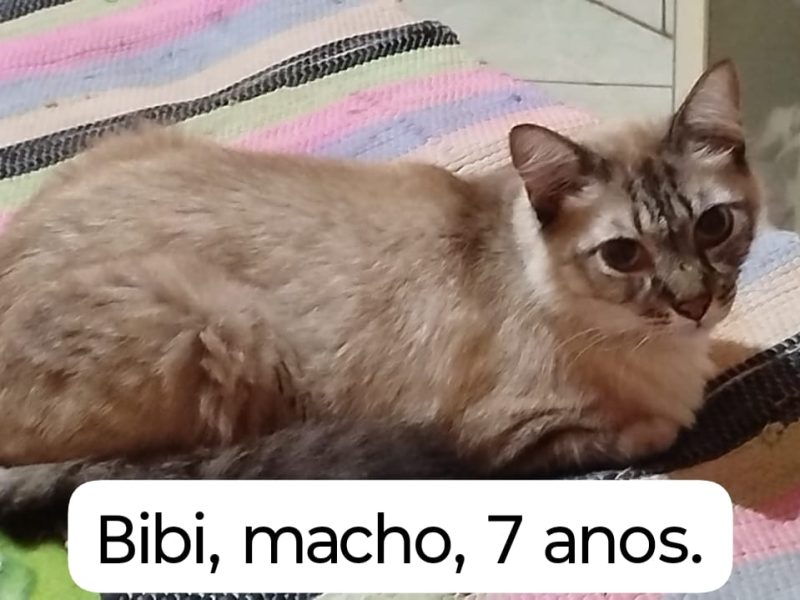 4 Gatos (Adoção Urgente)
