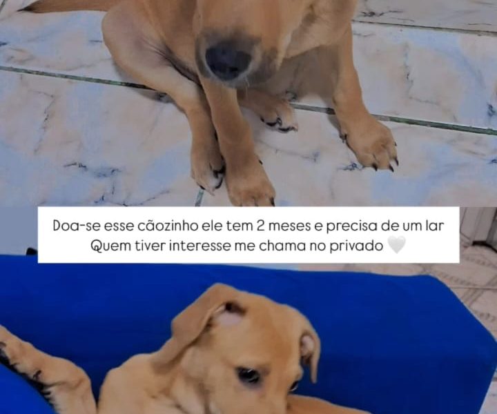 Filhote (Adoção Urgente)