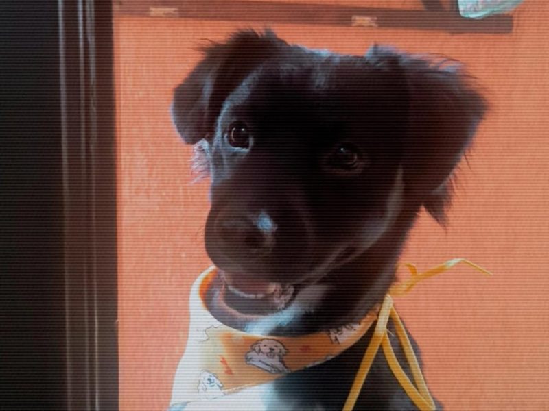 Border Collie (Adoção Urgente)