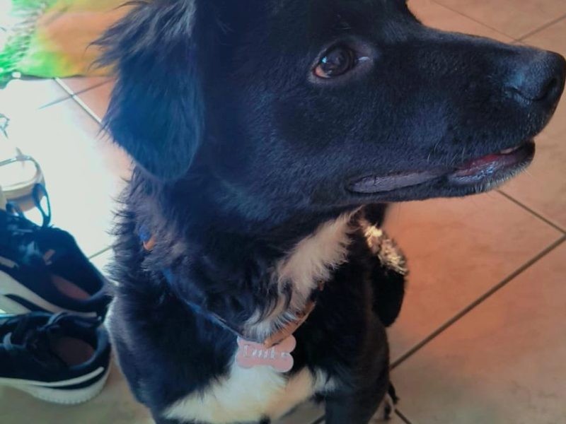 Border Collie (Adoção Urgente)