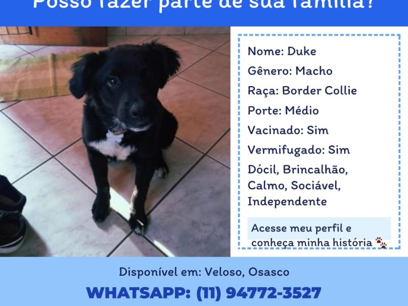 Border Collie (Adoção Urgente)