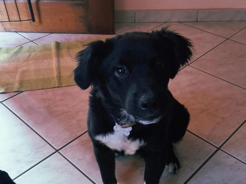 Border Collie (Adoção Urgente)
