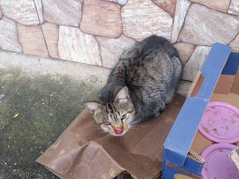 Porte P/M (Adocoa Urgente)