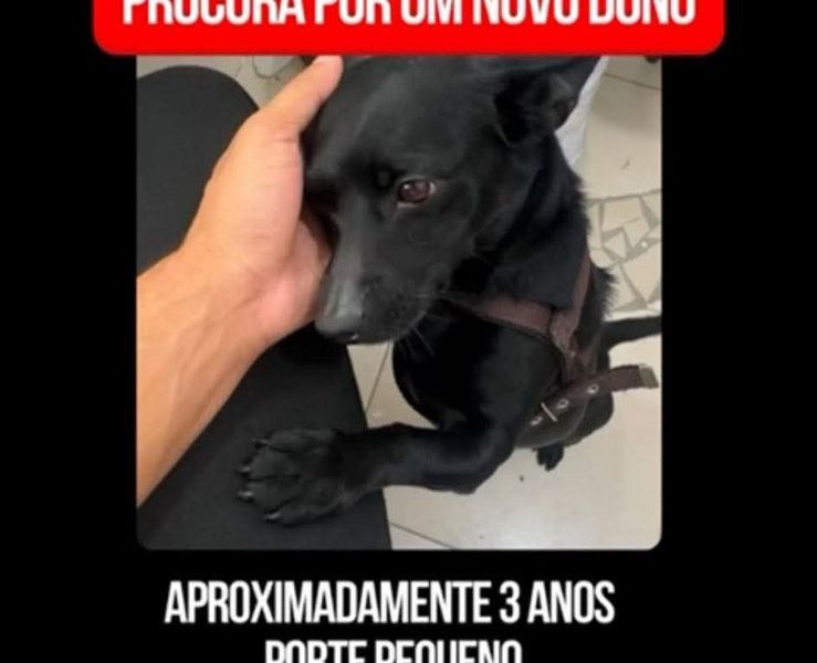 Porte P (Adoção Urgente)