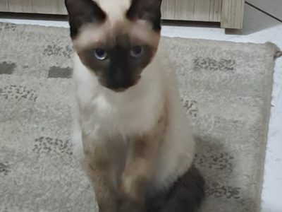 Macho (Adoção Urgente)