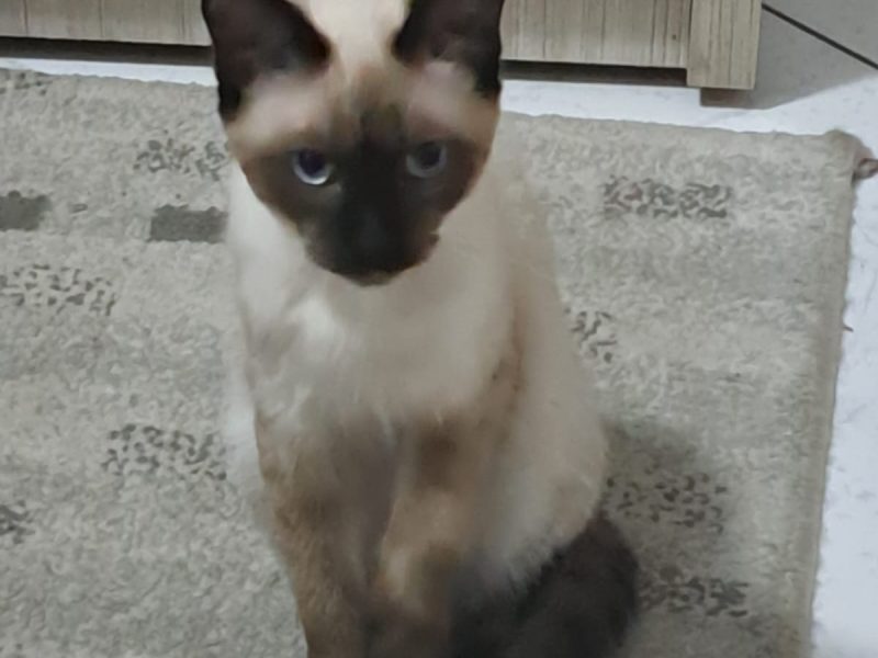 Macho (Adoção Urgente)