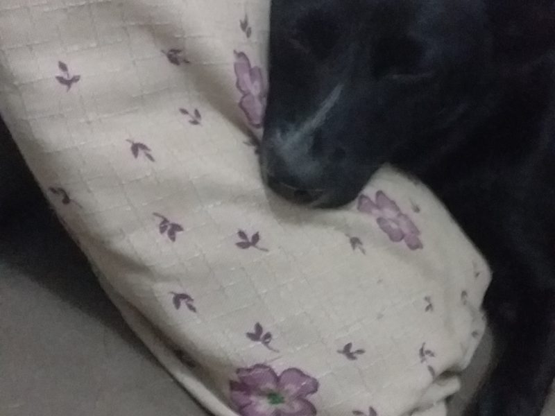 Lupi (Adoção Urgente)