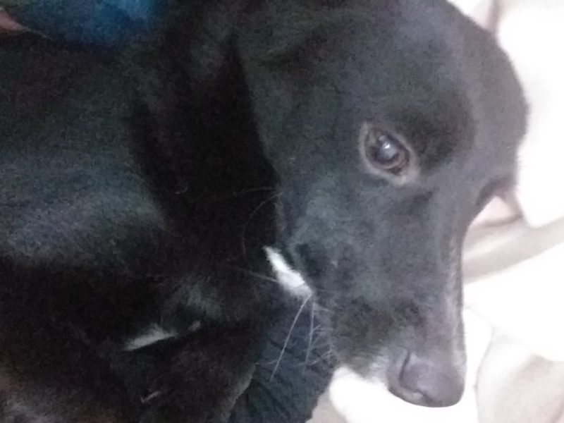 Lupi (Adoção Urgente)
