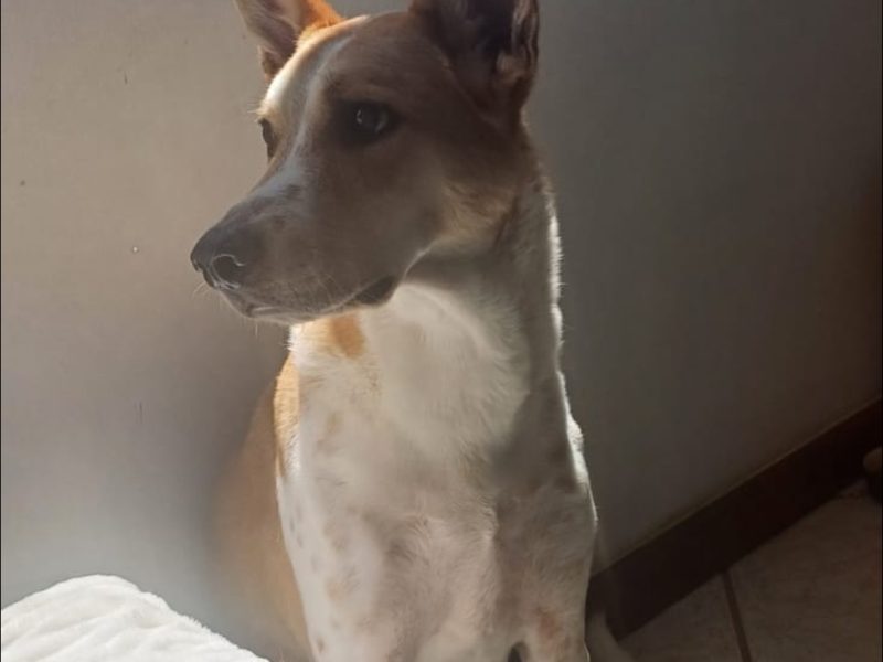 Dudu (Adoção Urgente)
