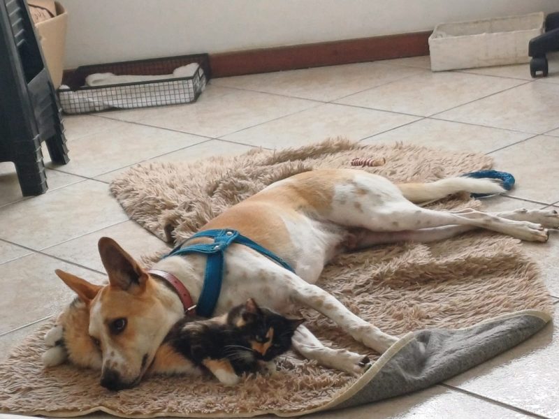 Dudu (Adoção Urgente)