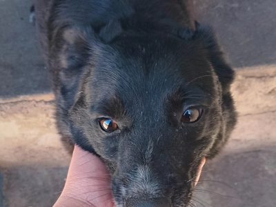 Lupi (Adoção Urgente)