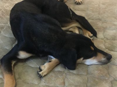 Regina, Mary e Jane (Adoção Urgente)