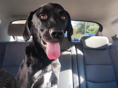 Maru (Adoção Urgente)