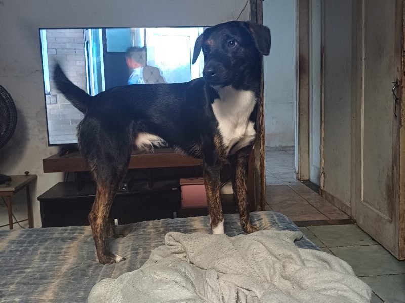 Marley (Adoção Urgente)