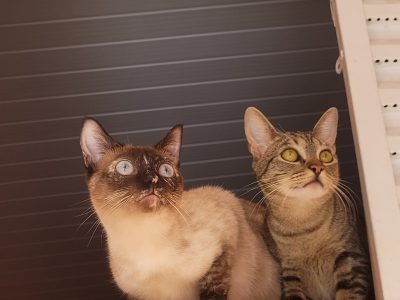 Lua e Ísis (Adoção Urgente)