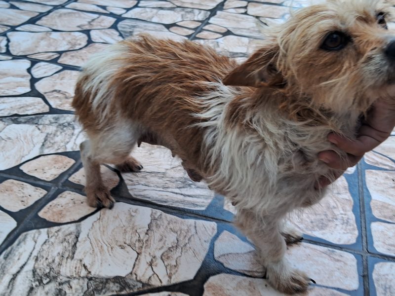Nina (Adoção Urgente)