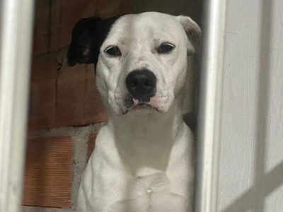 Zeus (Adoção Urgente)