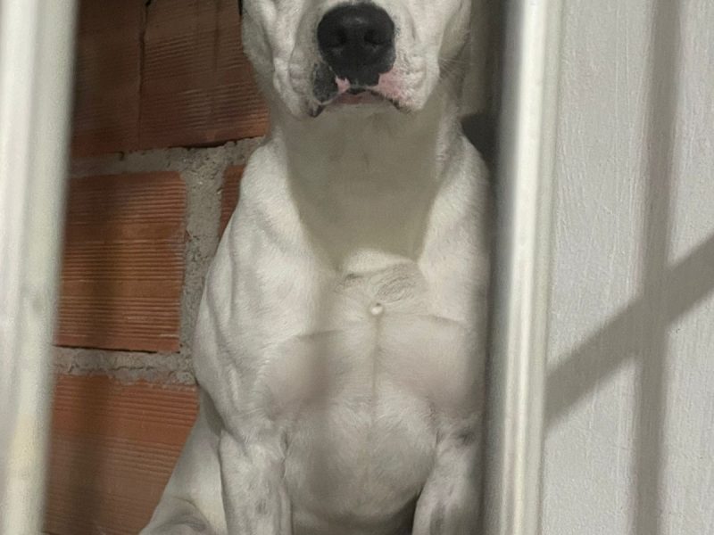 Zeus (Adoção Urgente)