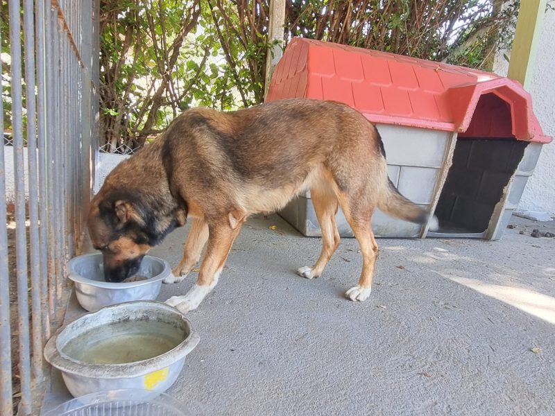 Laila (Adoção Urgente)