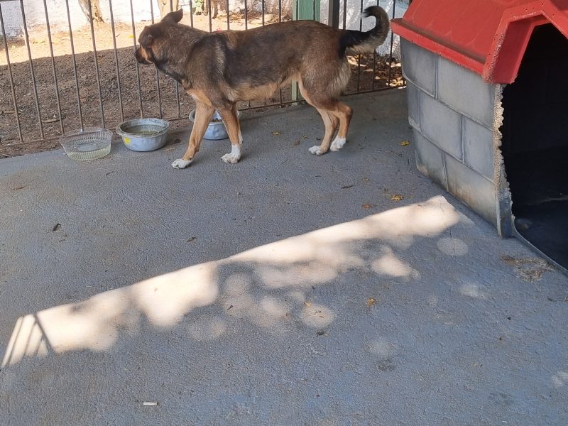 Laila (Adoção Urgente)