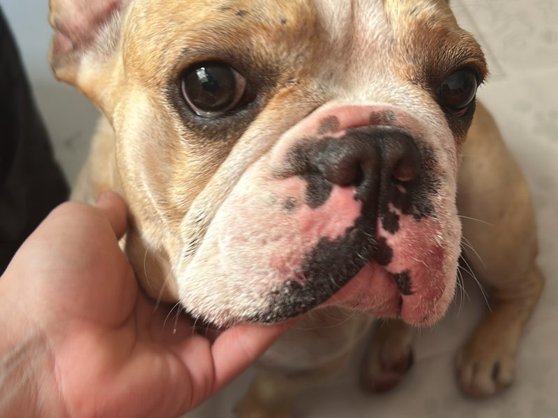 Bud (Adoção Urgente)