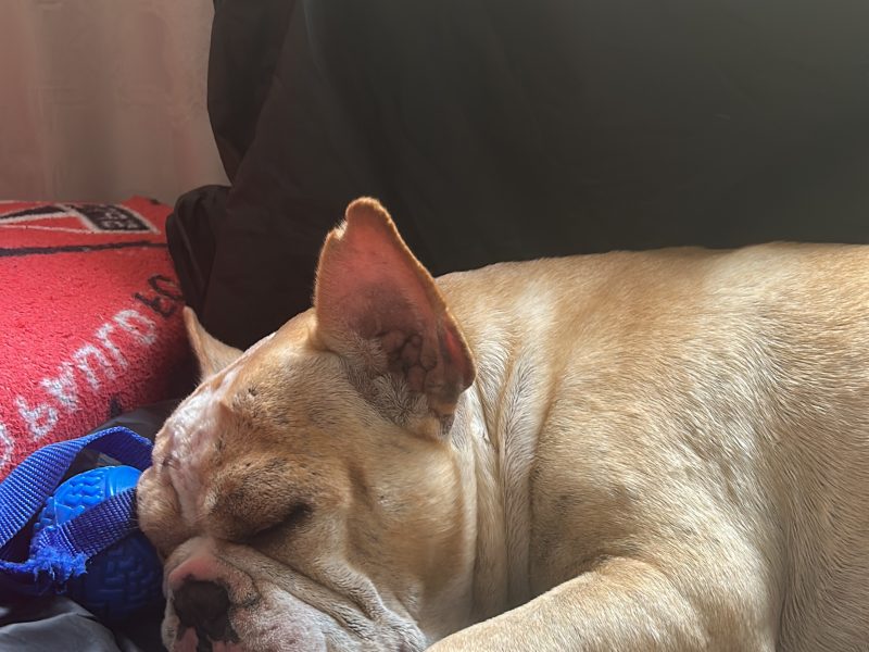 Bud (Adoção Urgente)