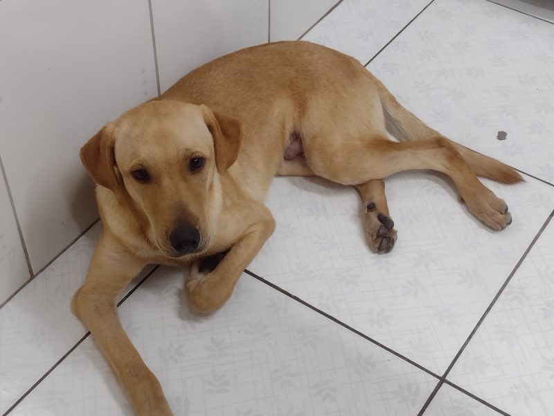 Spider (Adoção Urgente)