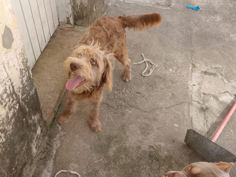 Dodo (Adoção Urgente)