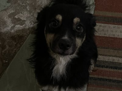 Apolo (Adoção Urgente)