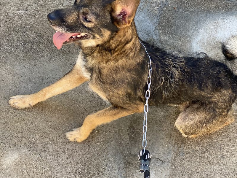 Zeus (Adoção Urgente)