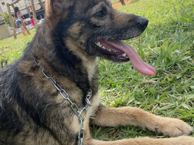Zeus (Adoção Urgente)