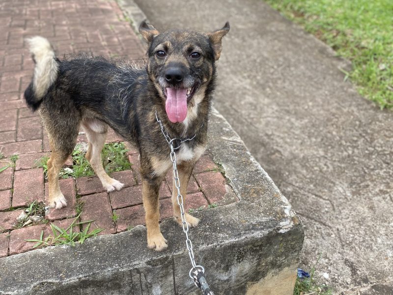 Zeus (Adoção Urgente)