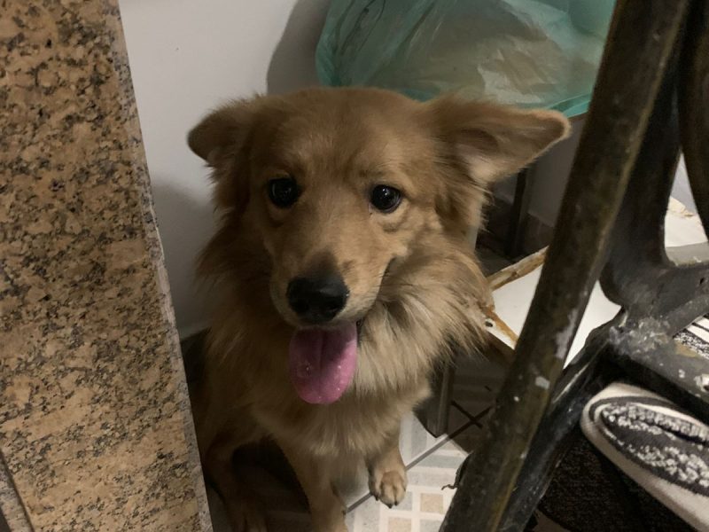 Simba (Adoção Urgente)