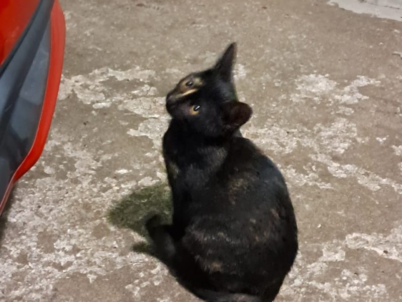 Gatos (Adoção Urgente)