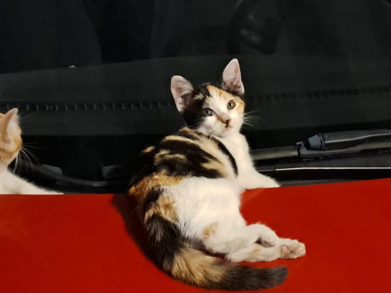 Gatos (Adoção Urgente)