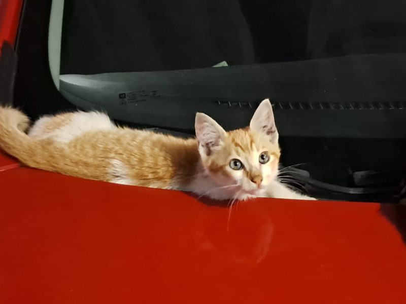 Gatos (Adoção Urgente)