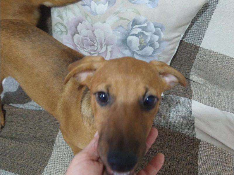 3 Cães (Adoção Urgente)