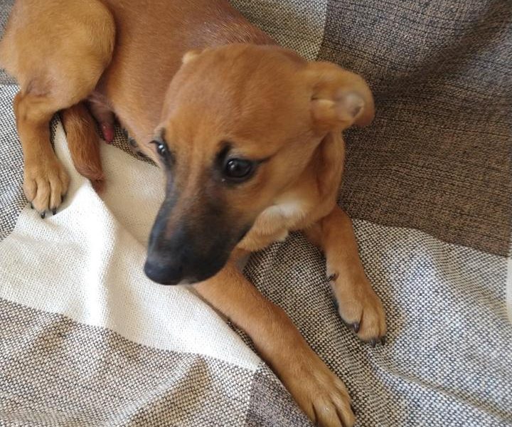3 Cães (Adoção Urgente)