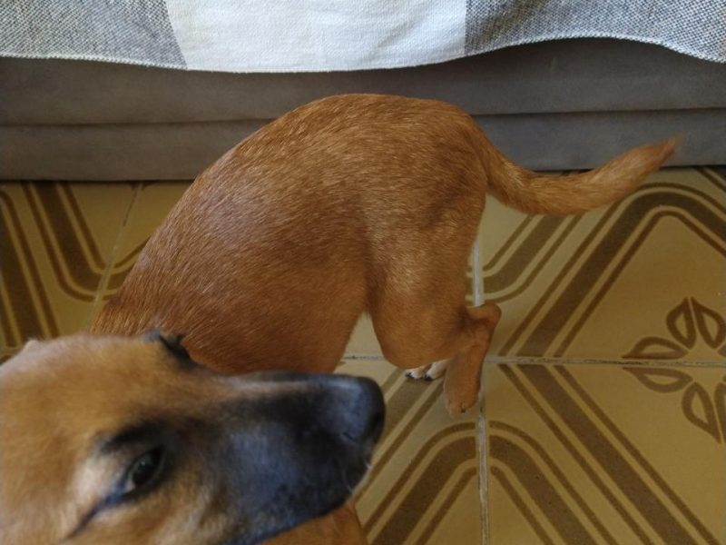 3 Cães (Adoção Urgente)