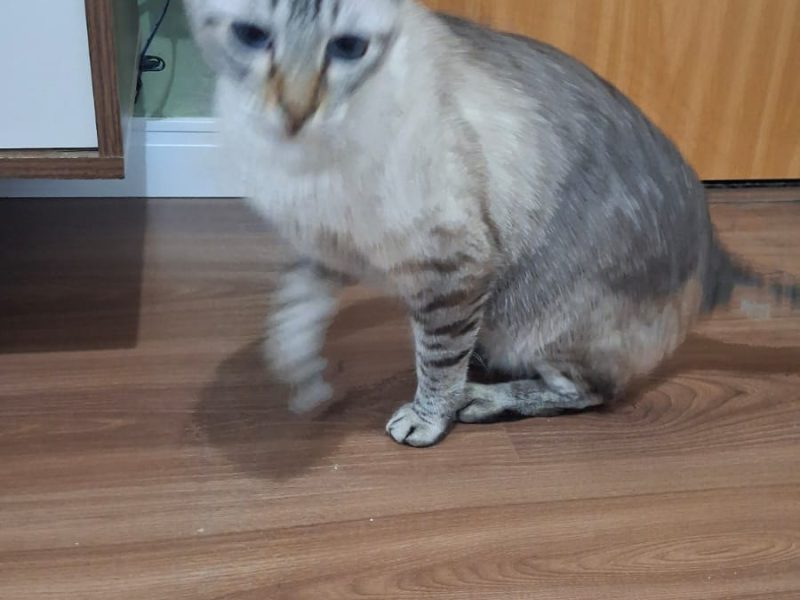 2 Gatos (Adoção Urgente)