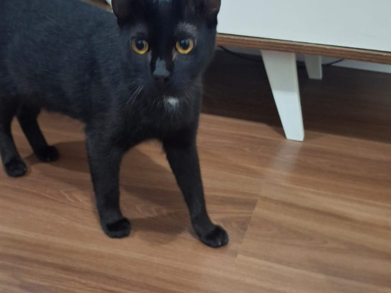 2 Gatos (Adoção Urgente)
