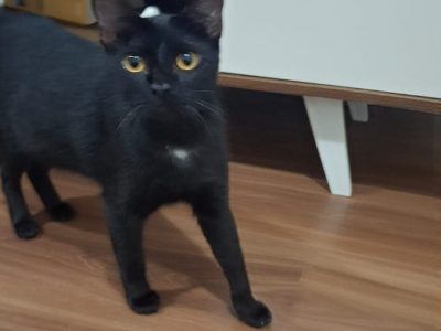 2 Gatos (Adoção Urgente)
