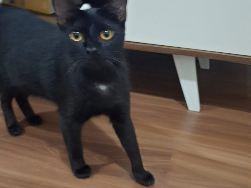 2 Gatos (Adoção Urgente)