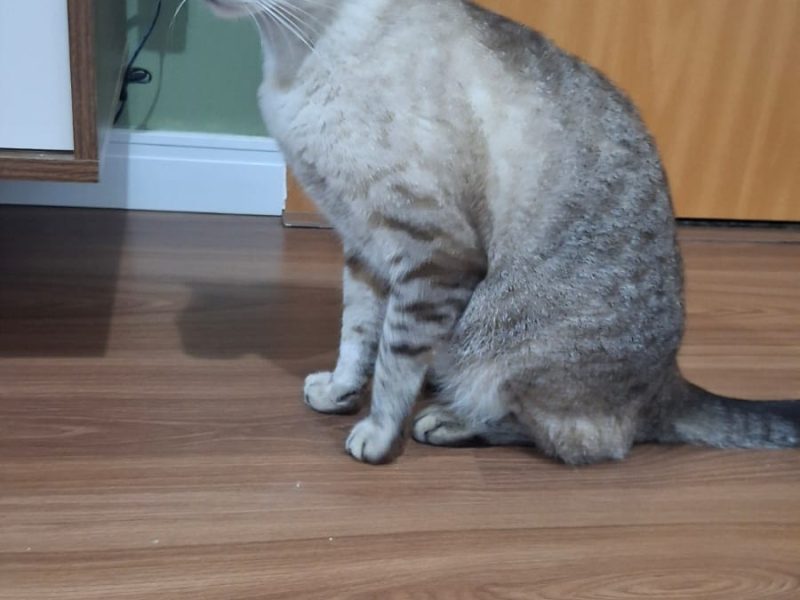 2 Gatos (Adoção Urgente)