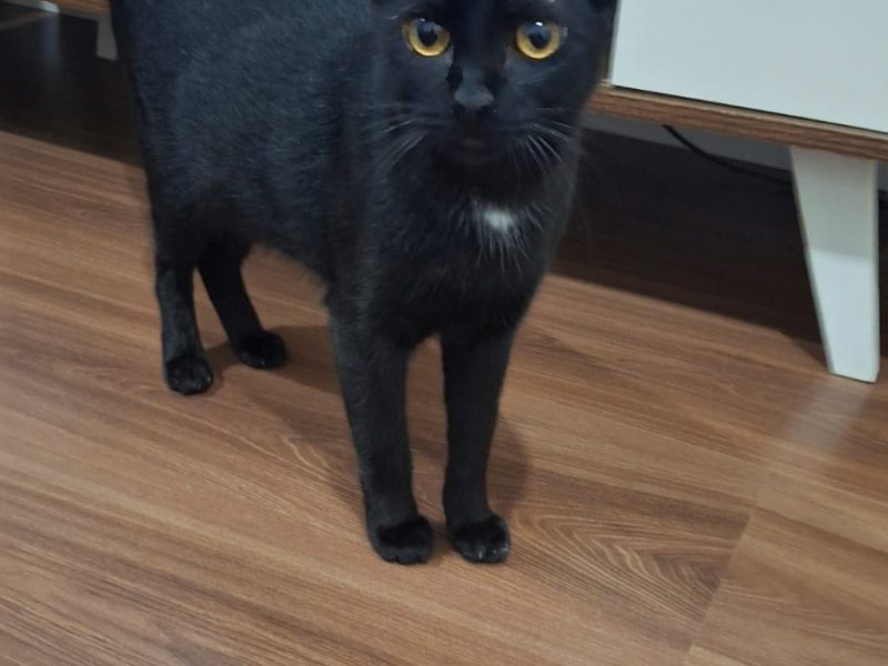 2 Gatos (Adoção Urgente)
