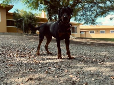 Kobe e Boris (Adoção Urgente)