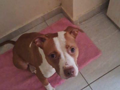 Pitbull (Adoção Urgente)