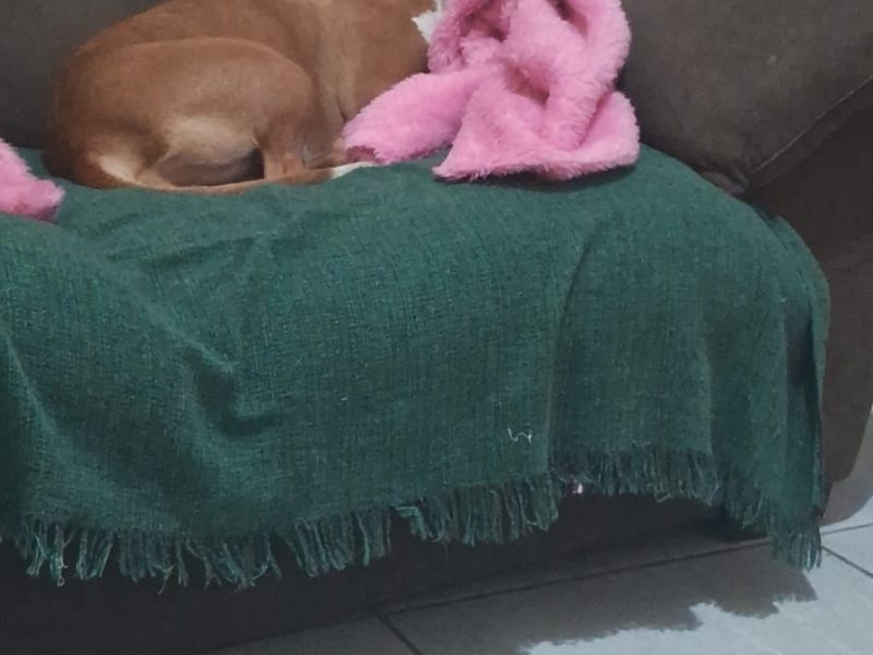 Pitbull (Adoção Urgente)