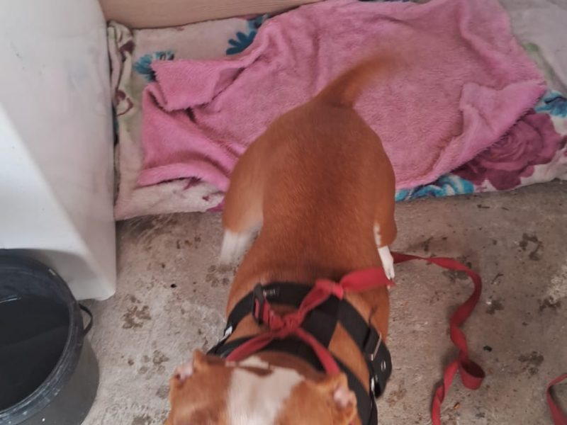 Pitbull (Adoção Urgente)